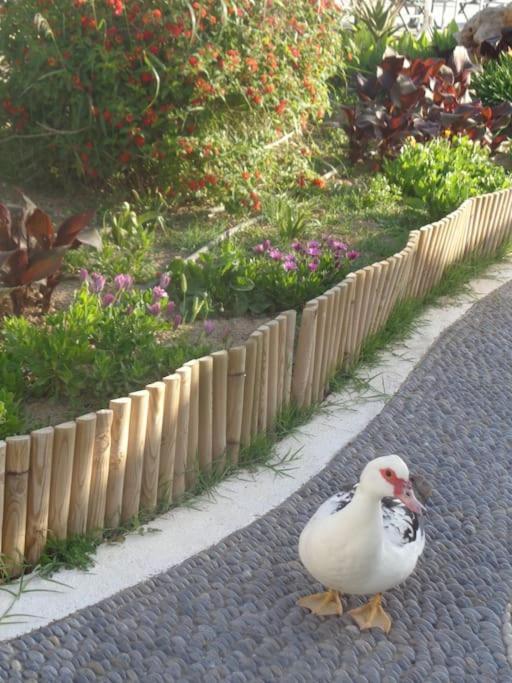 Seashell Apartment Sea View, Castle View 200Metres From The Beach Sitia  Eksteriør billede
